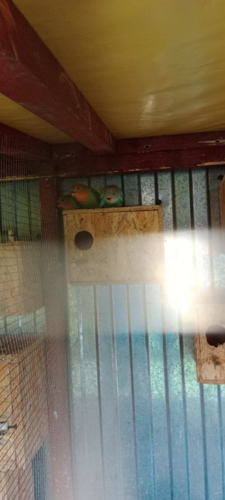 Sprzedam młode nierozłączki