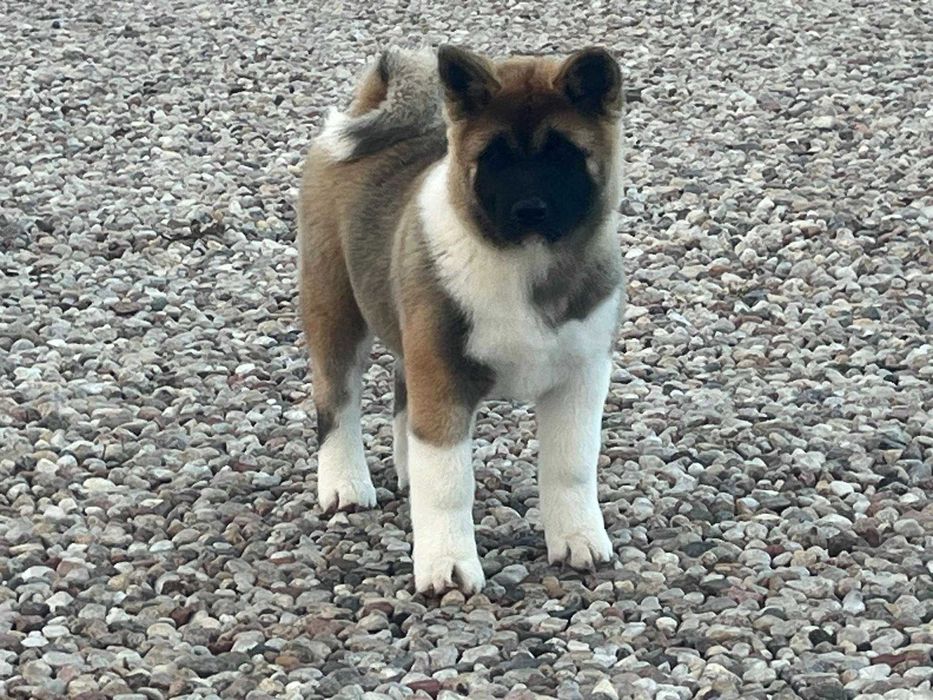 Sunia akita amerykańska gotowa do zmiany domu, po szczepieniach