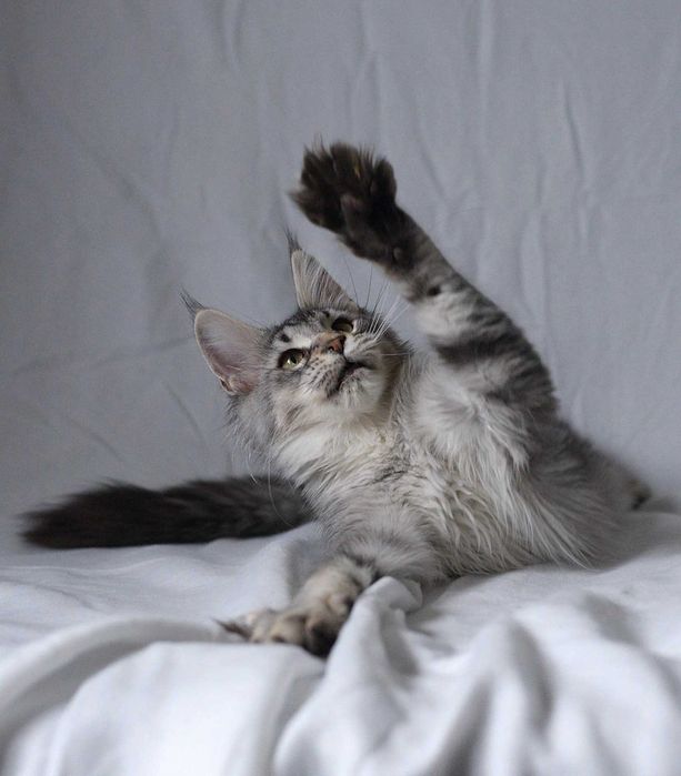 Gotowa na zmianę domu, dziewczynka czarna ze srebrem MCO