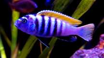 Cynotilapia zebroides Jalo reef