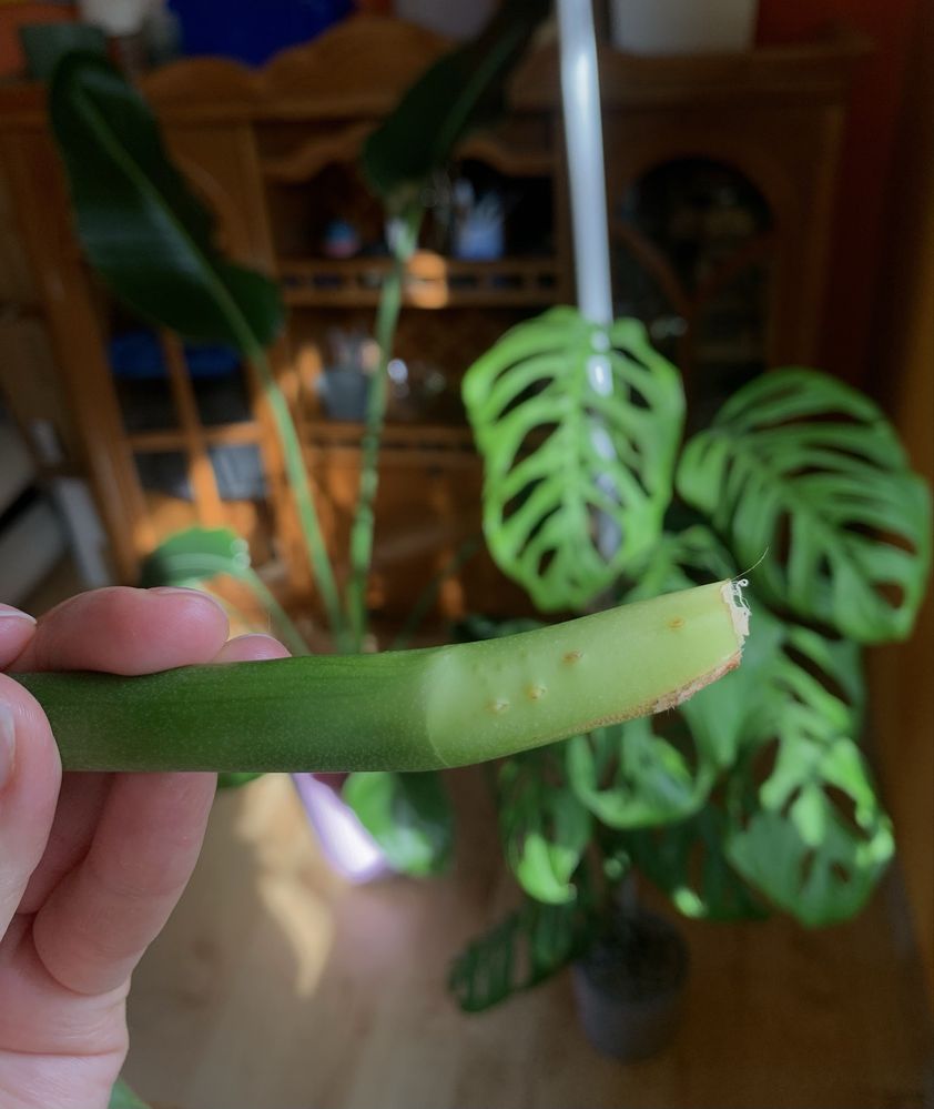 Monstera esqueleto szczyt