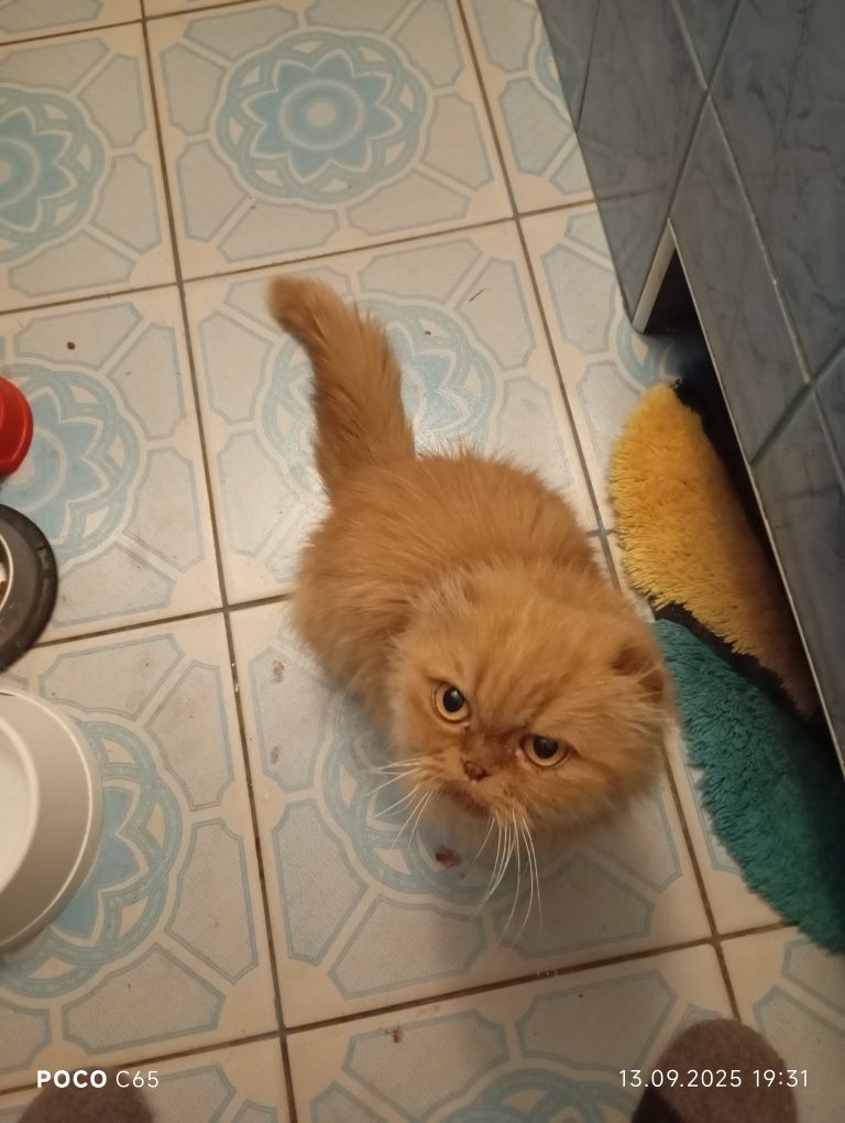 Киця безкоштовно!