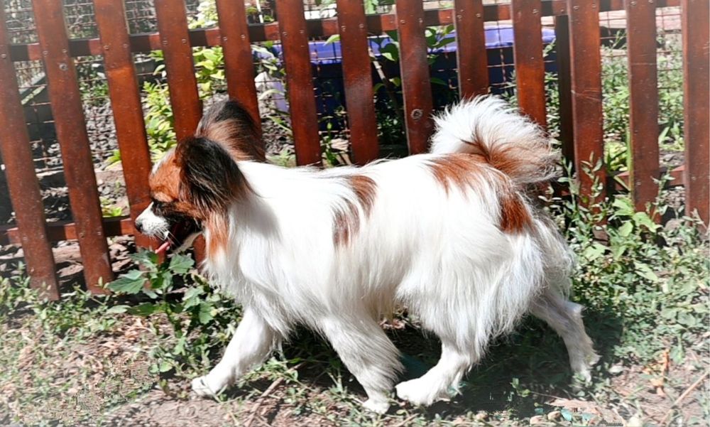 Подрощенный щенок папильон , питомник КСУ (FCI)