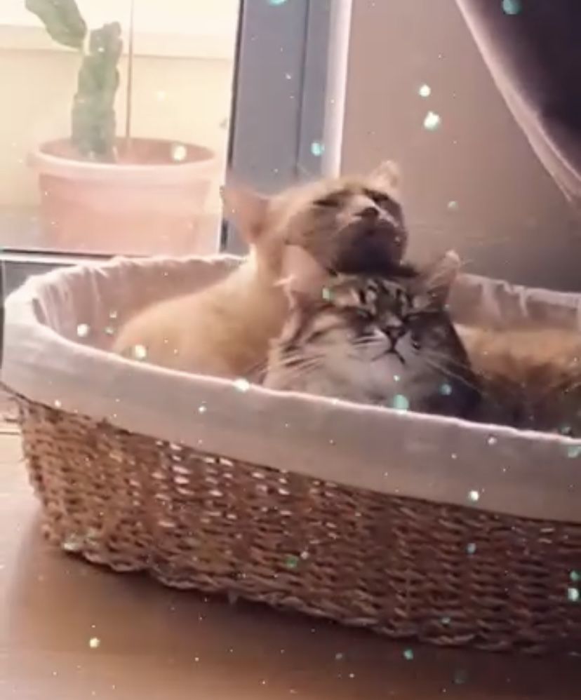 Casal de gatinhos