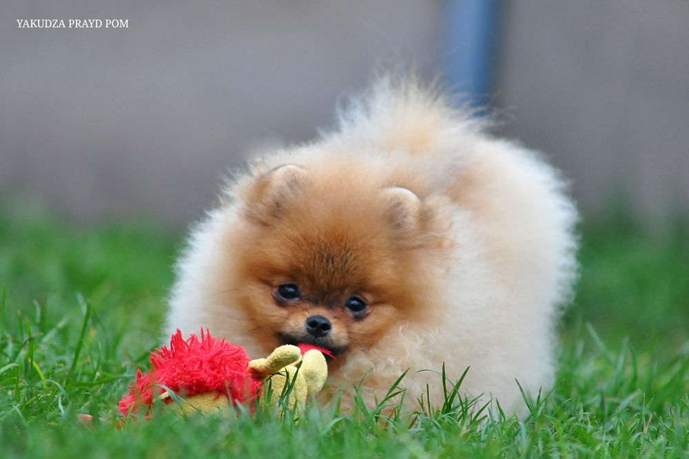 Підкорювач подіумів
