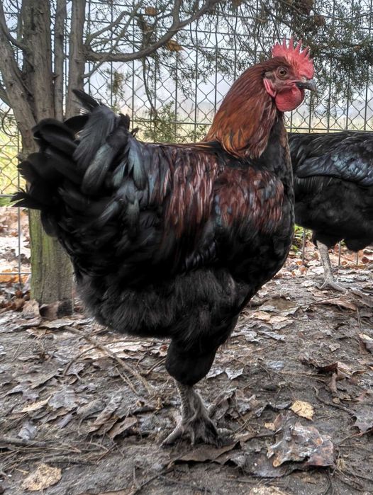 marans, maransy koguty z 2025 r