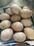 Ovos de peru para chocar