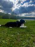 Reproduktor Border Collie