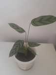Pequena planta calathea