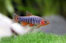 Danio erthyromikron tylko 8 zł