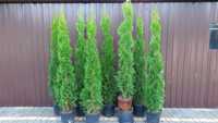 Tuja Szmaragd thuja smaragd na żywopłot 130-140 cm  TRANSPORT SADZENIE