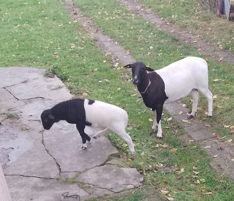 Sprzedam Owce z małym