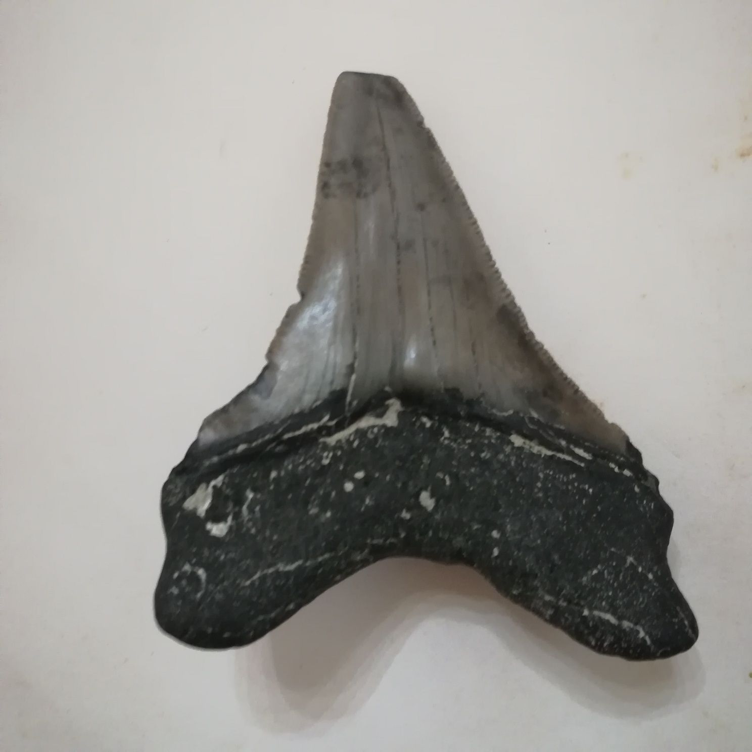 Fóssil dente de megalodon