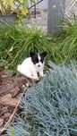 Suczka spaniel kontynentalny papillon
