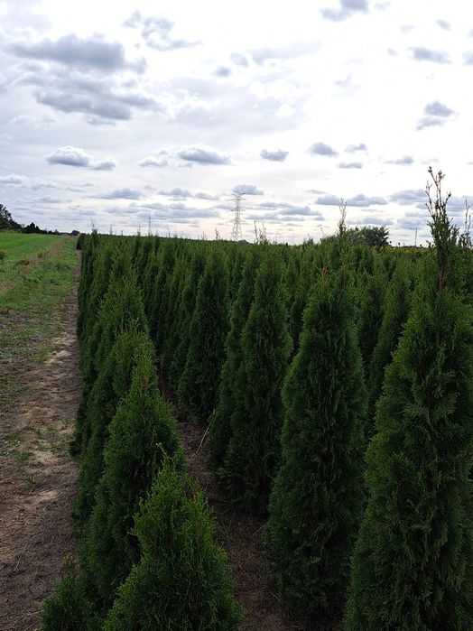Tuja Szmaragd  80cm-180 cm (Aureospicata 100cm-160cm)