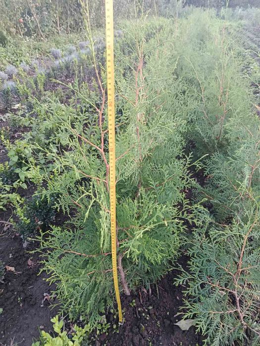 Туя брабант,смарагд,колумна,Тедді,даніка,гібіскус,бересклет,верби