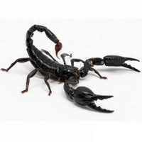 Азиатский лесной скорпион(HETEROMETRUS SPINIFER) и корм