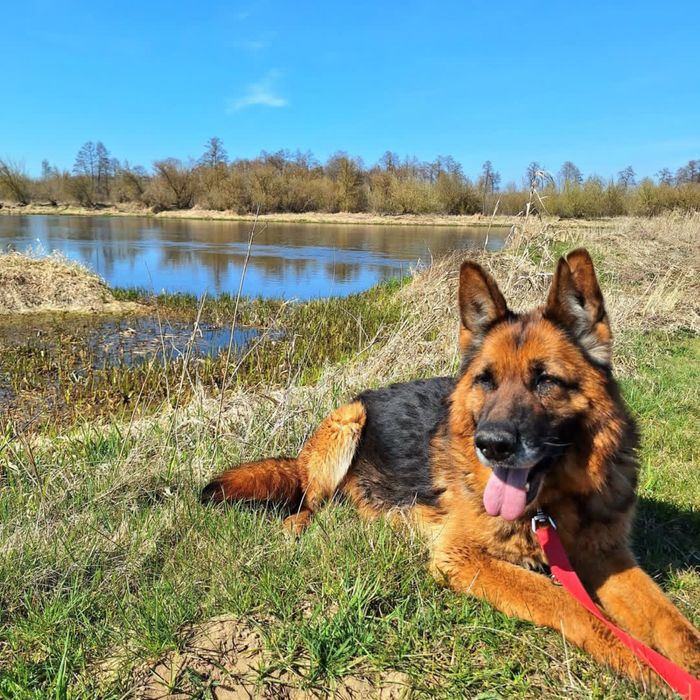 Starsza sunia Liszka szuka domu