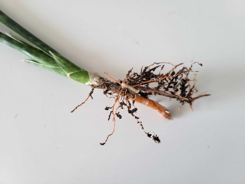 Sansevieria Comet Rocky Mountains  (odrost II)