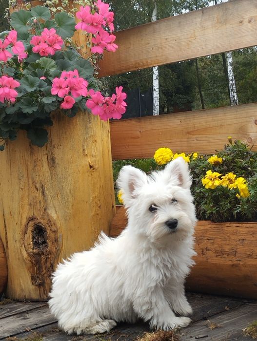 West highland white terrier,west