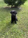 Szczeniak labrador