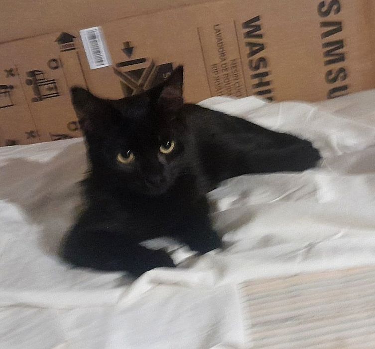 Отдам чёрного котёнка-мальчика