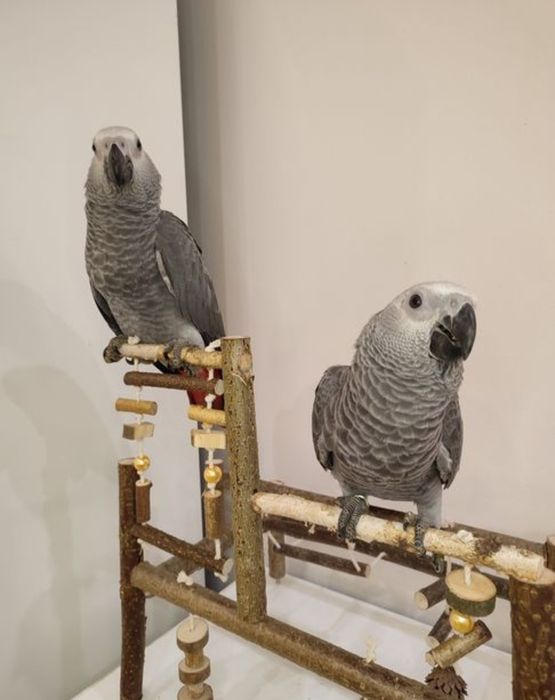 Стенд для папуг, ігрова зона, клітки, стенди, ігровий майданчик