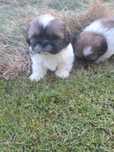 Piesek shih tzu tri-color GOTOWY DO ODBIORU