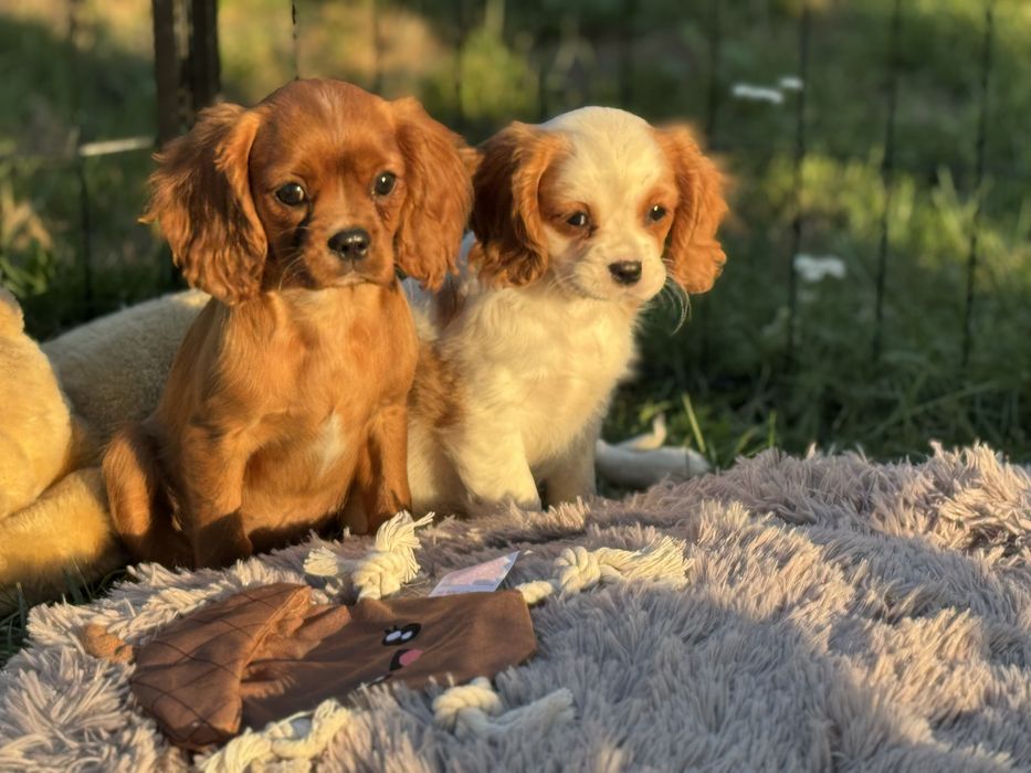Cavalier king charles spaniel suczka ruby z rodowodem