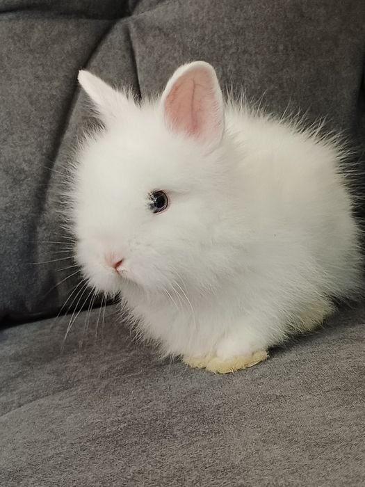 Królik miniaturka