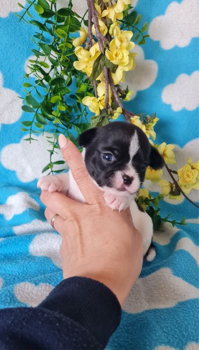 Excecional mini Chihuahua/Chiuaua, Linhagem Russa de Qualidade