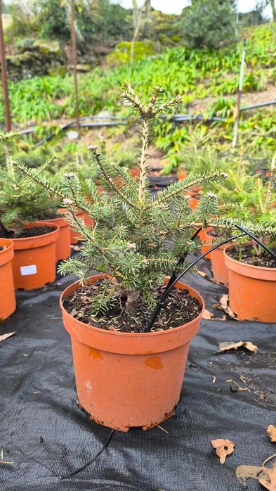 Várias Coniferas para venda