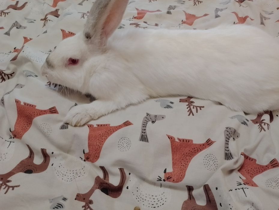 Продам м'ясних кроликів