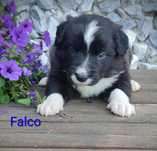 Border collie cudowny piesek przebadani rodzice
