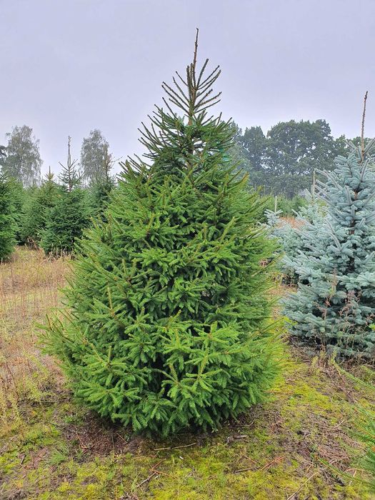 Świerk pospolity cięty 175-300 cm/ w donicy 80-175 cm/ TuChoinki.pl