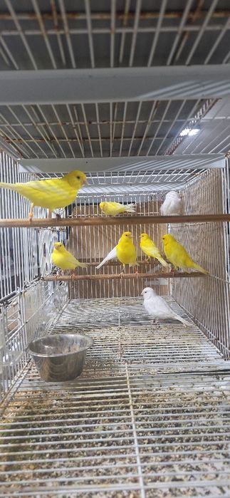 Lote canários lipocromo amarelo e brancos recessivos