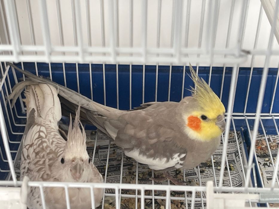 Selling 2 adult cockatiels with cage