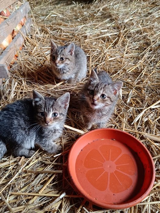 Oddam kotki w dobre ręce