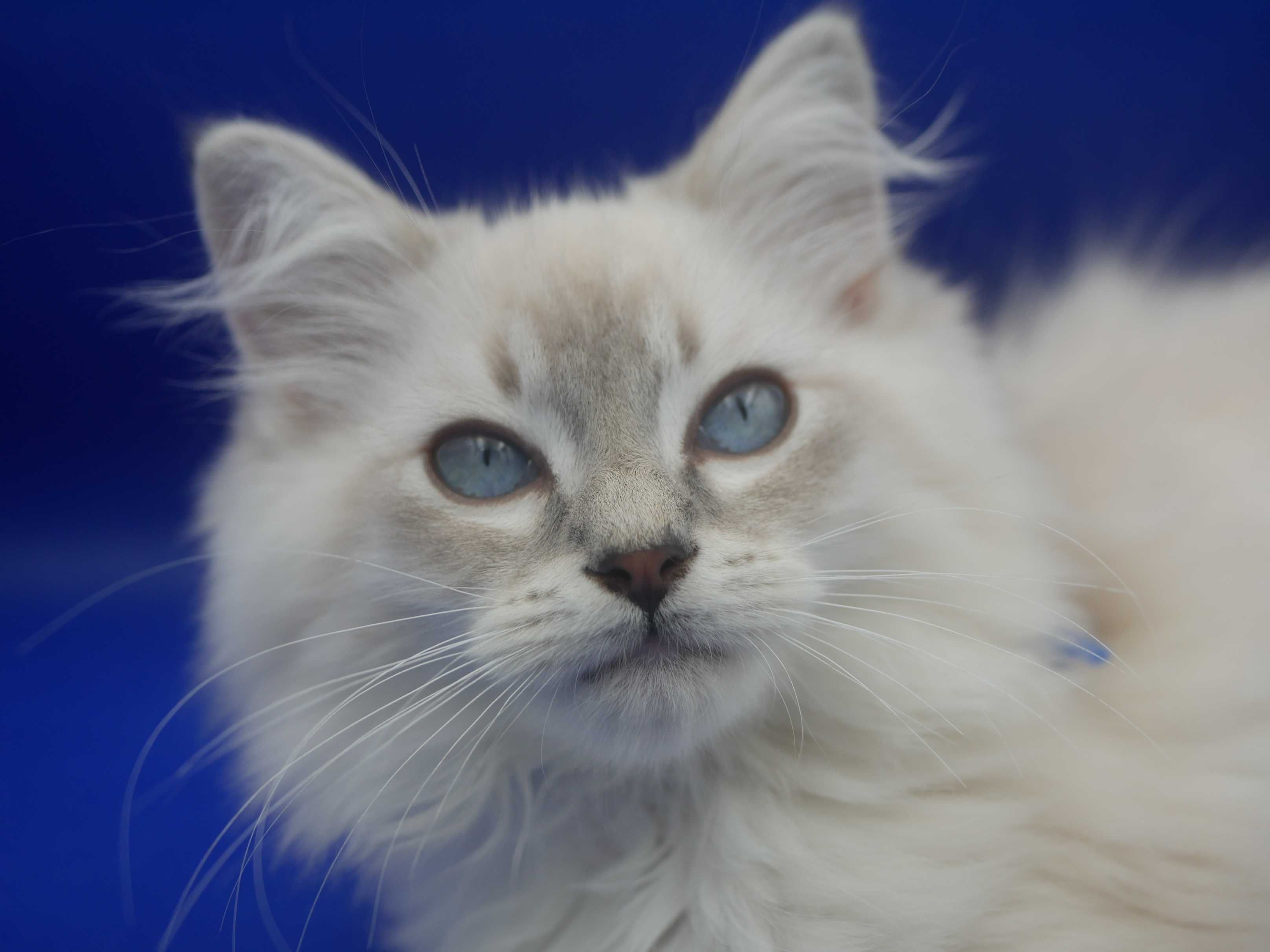 Kot Ragdoll, rasowy rodowodowy FPL FIFE