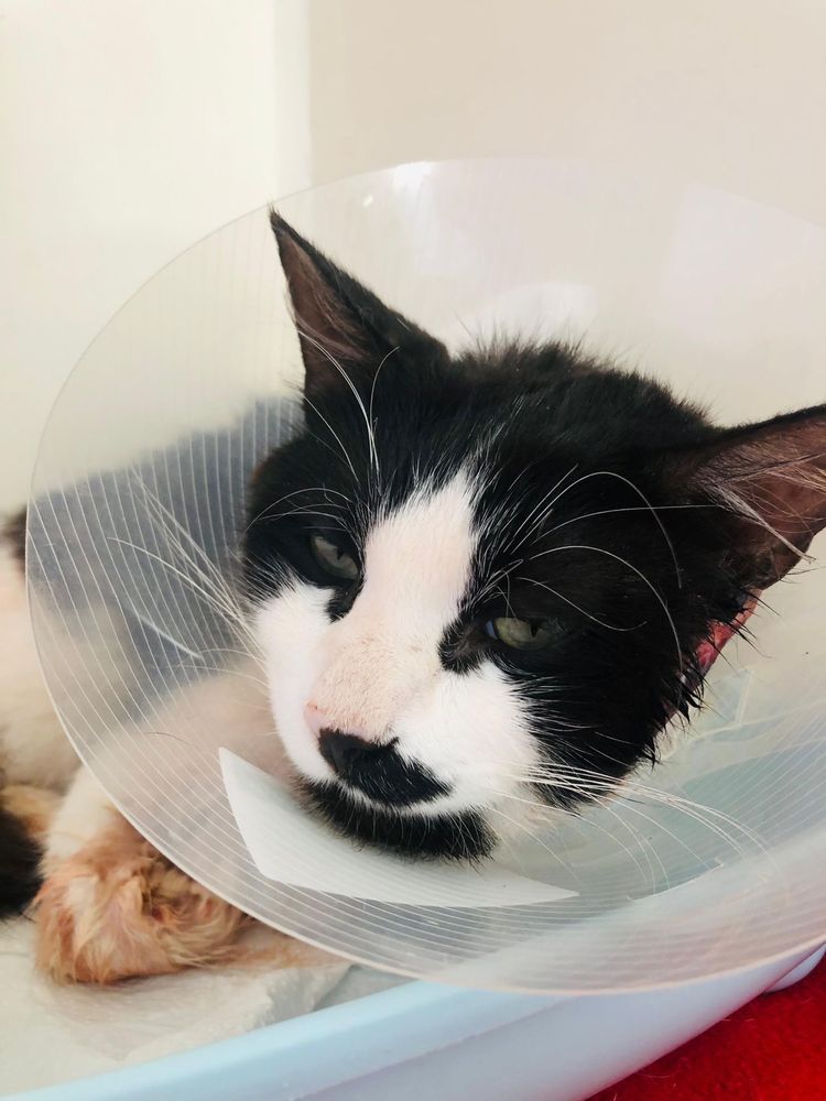 Yinyang - Gato procura familia fe acolhimento