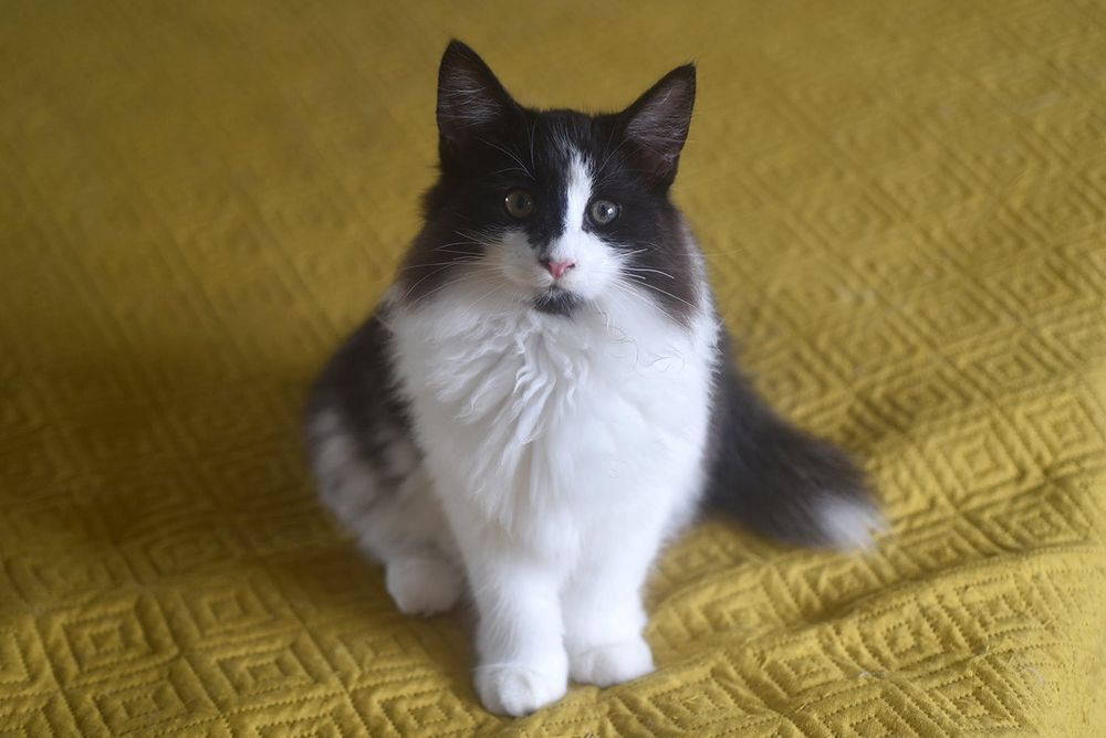 Gatinha Bosques da Noruega linda e com LOP