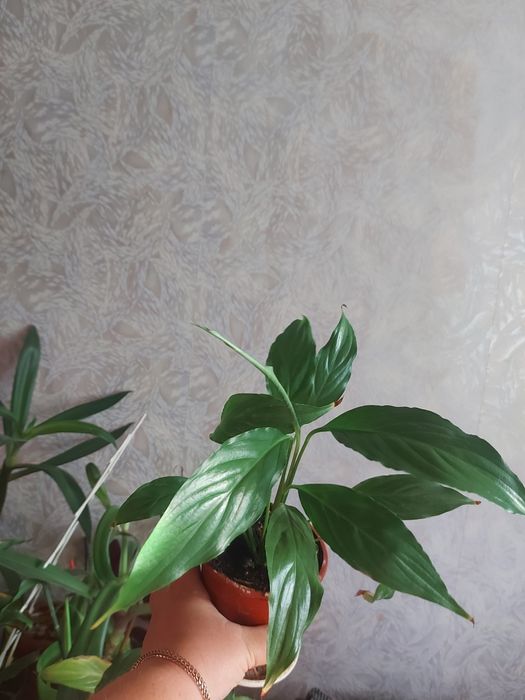 Продам Спатифилум,алоэ