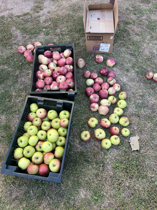 Продам домашні яблука.