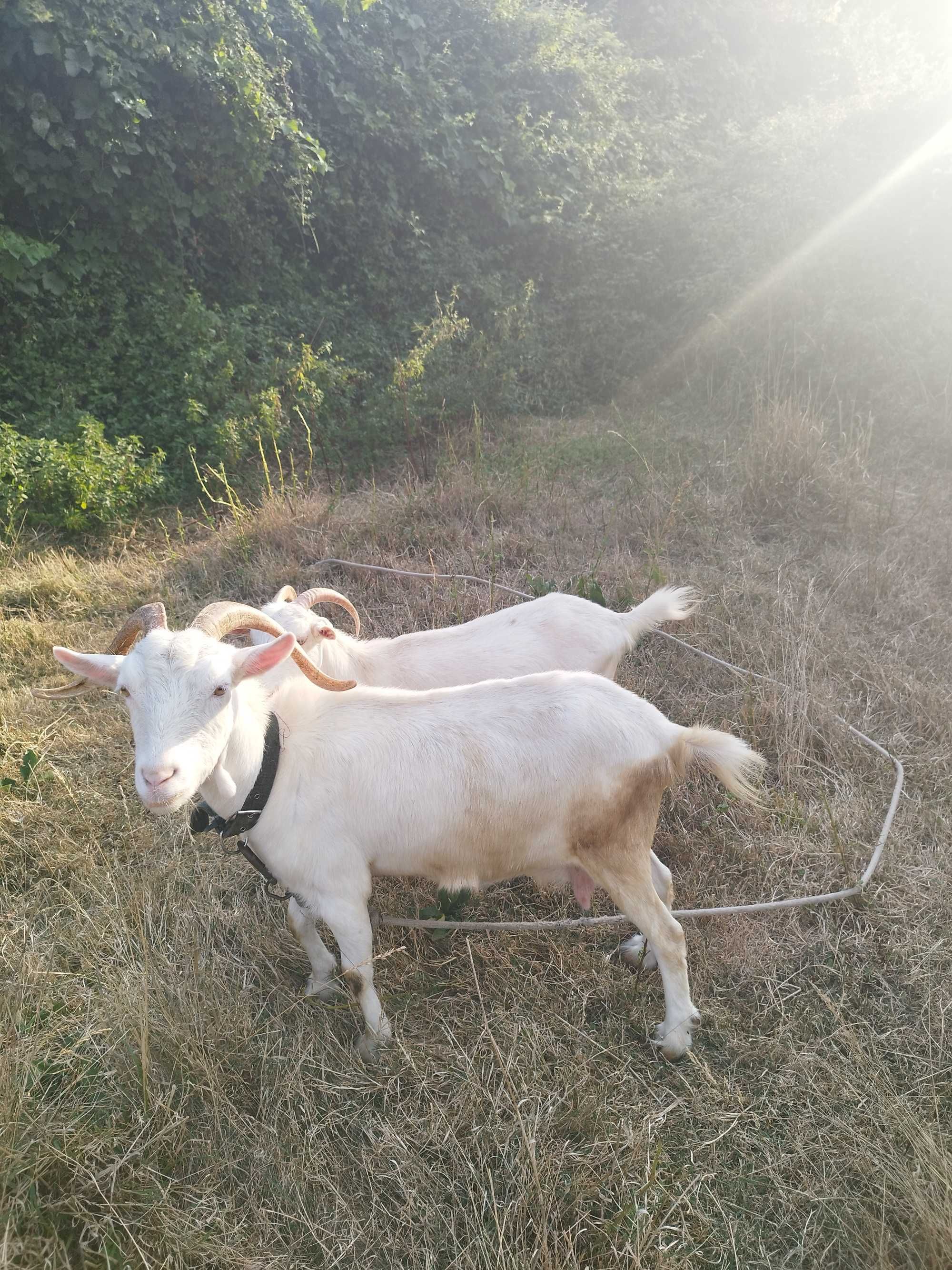 2 cabras mãe e filha