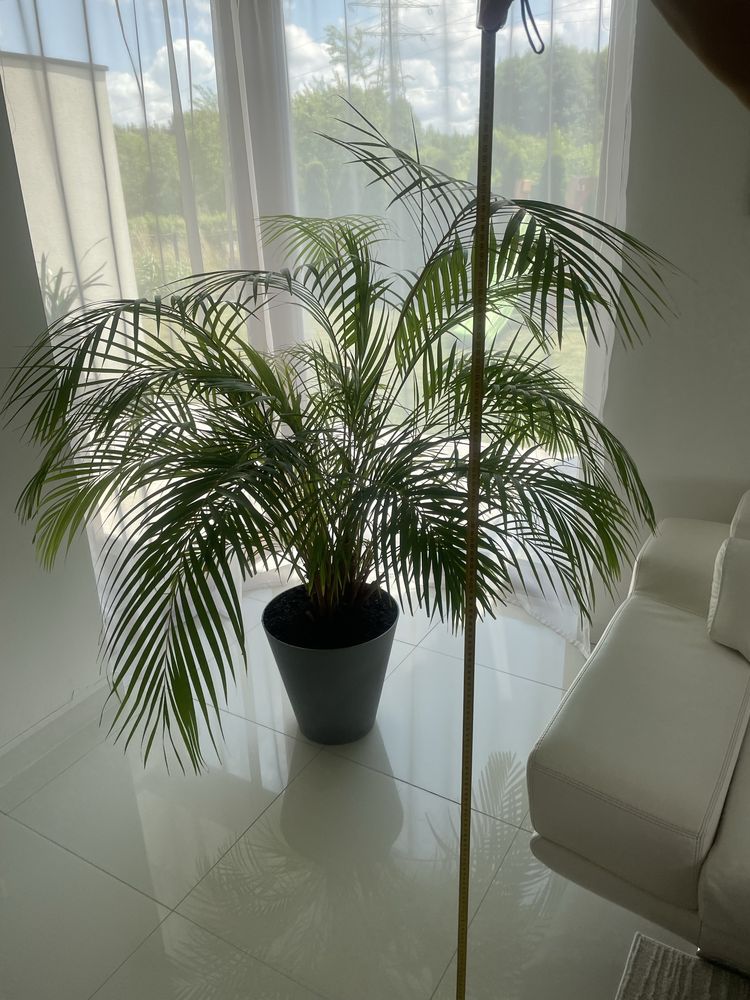 Palma Areka, 150 cm