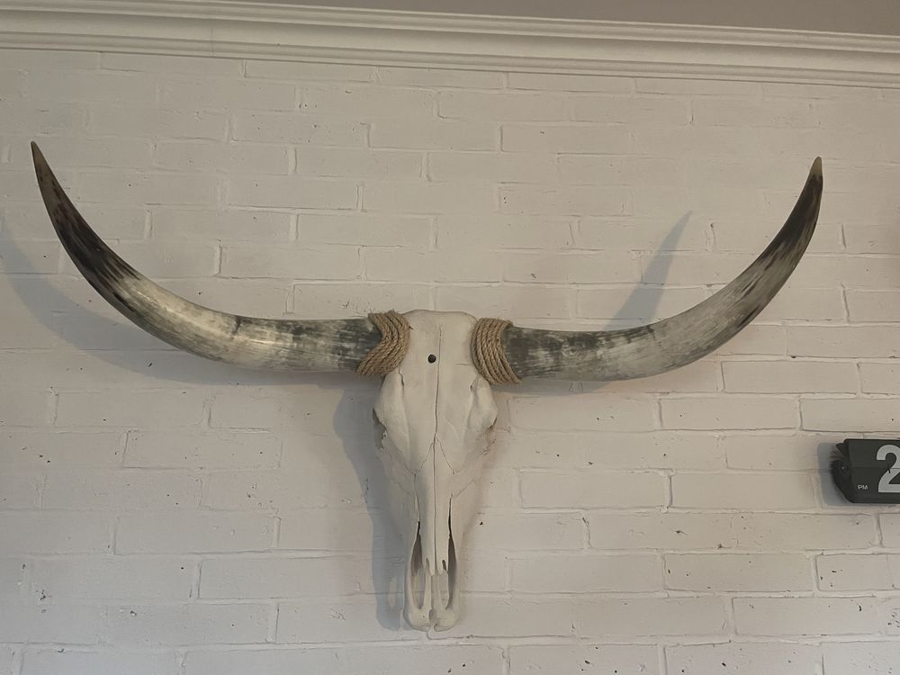 Texas Longhorn rogi czaszka duże poroże byk oryginał 124 cm