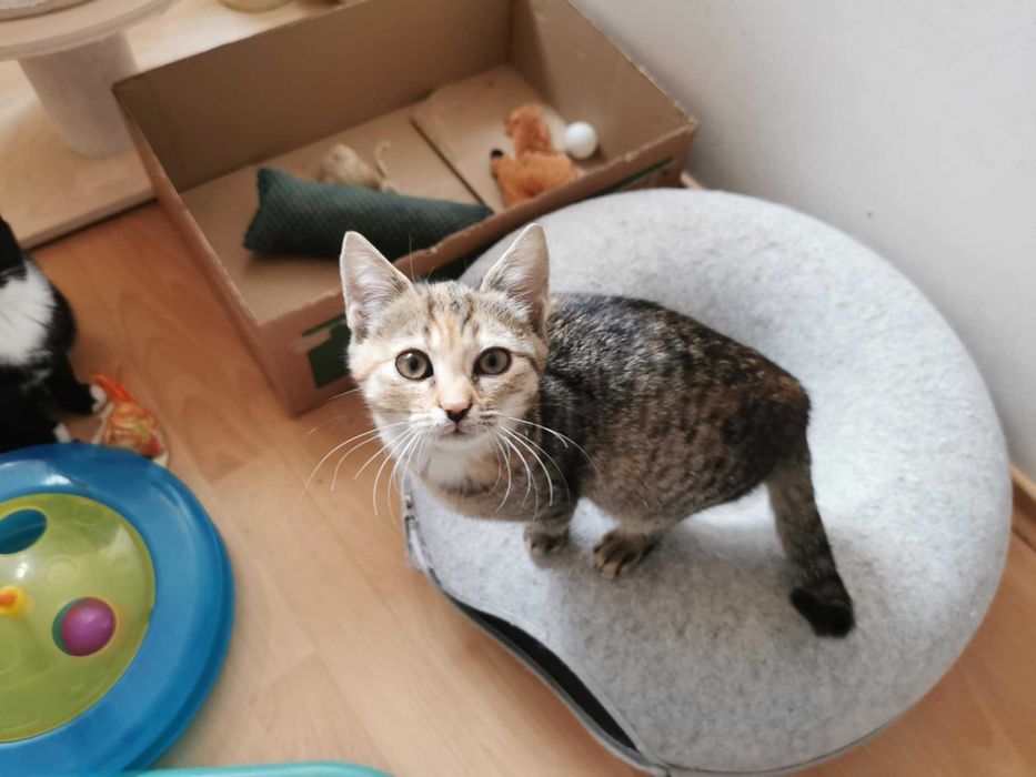 Malutka prosi o domek