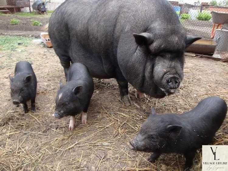 поросята в'єтнамської породи