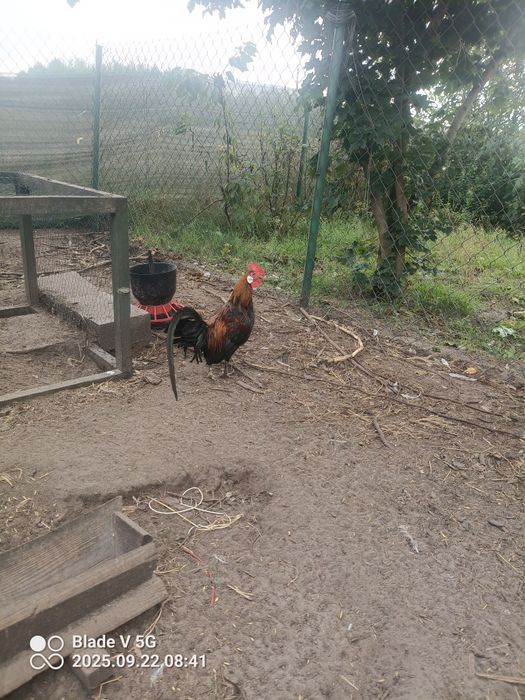 Sprzedam kury I koguty ozdobne