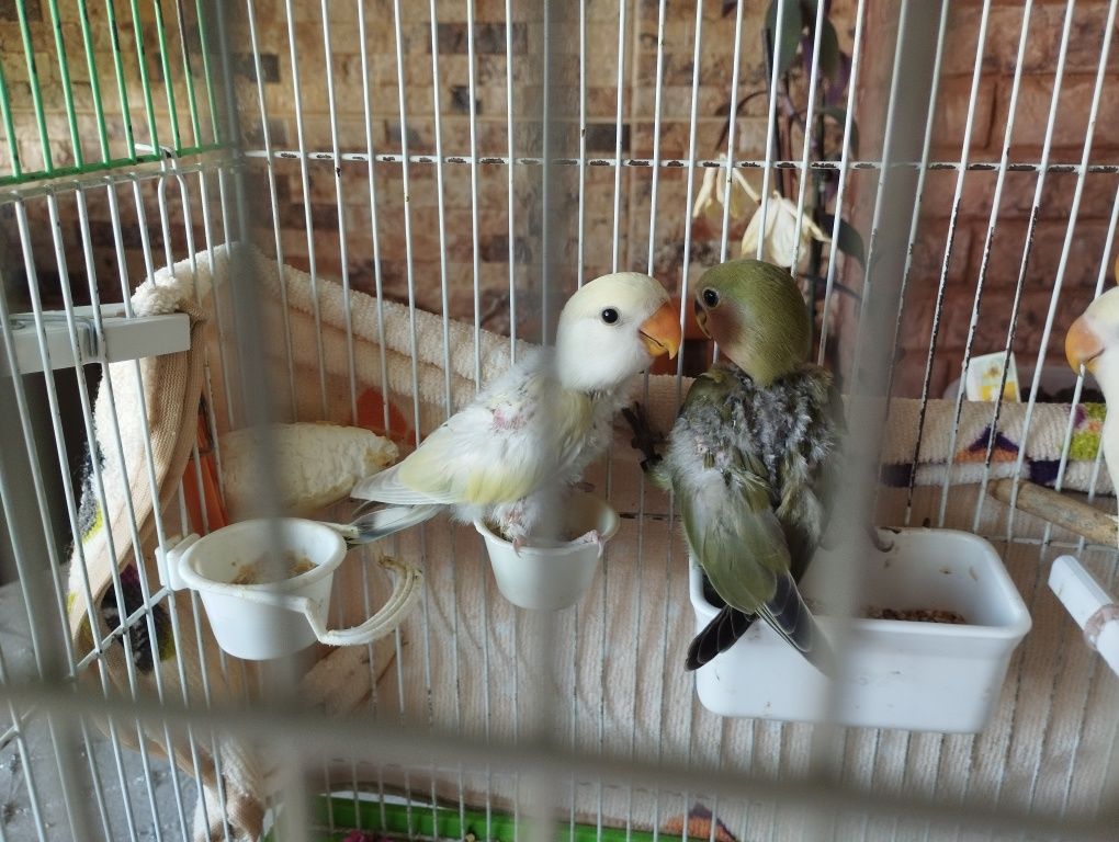 Roseicolis lindos a comerem sozinhos e para acabar de criar á mão